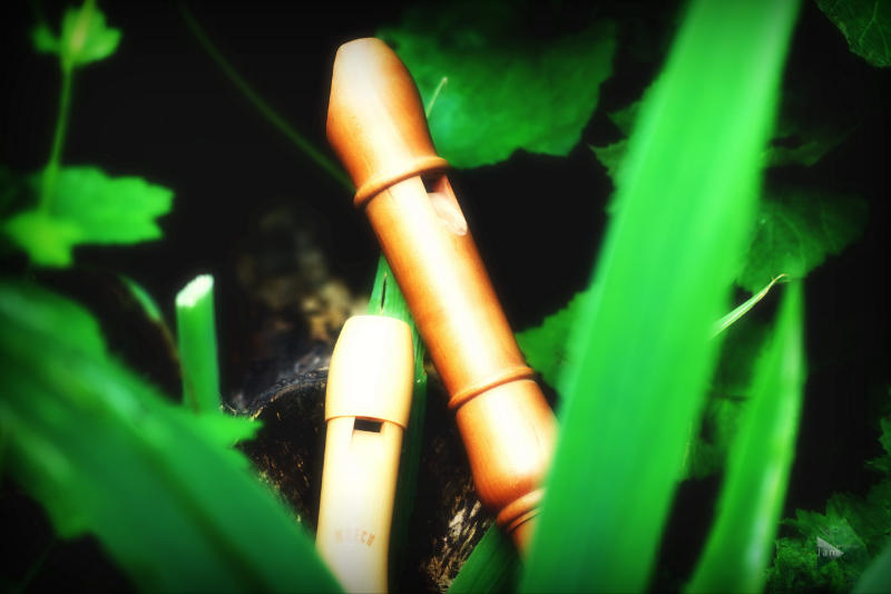 Flûtes à bec dans la nature